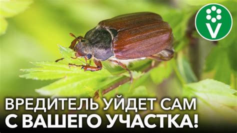 Изощренные методы избавиться от жука