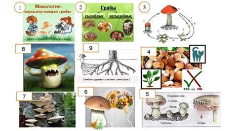 Изучение грибов в микологии