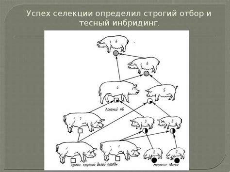 Иллюстрация эффектов селекции в природе