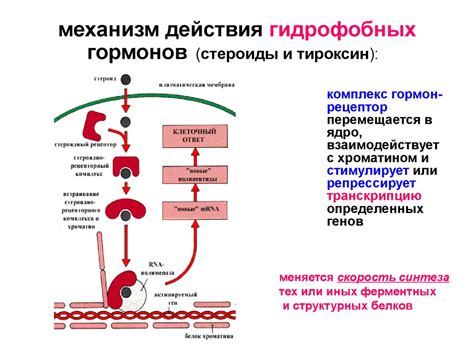 Ингредиенты и механизм действия