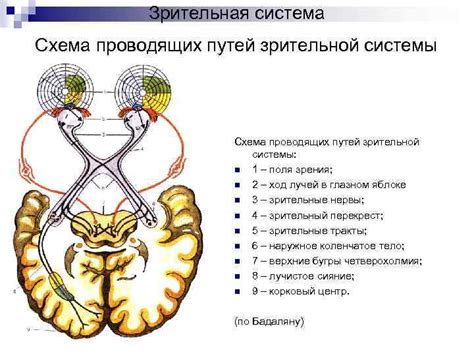 Индивидуальность зрительной системы: объяснение различий в острой зрительности