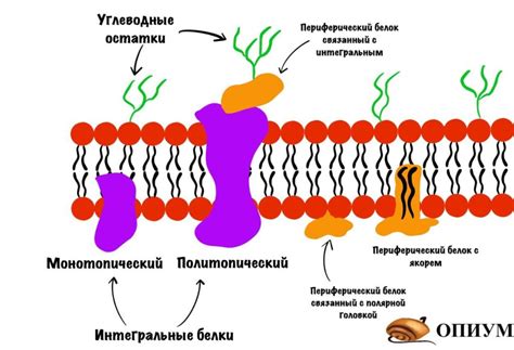 Интегральные белки не проявляют взаимодействие с клеточными органоидами