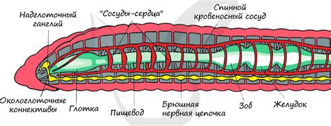 Интересные факты о строении тела кольчатых червей