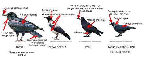 Интерпретация ворона в психологии