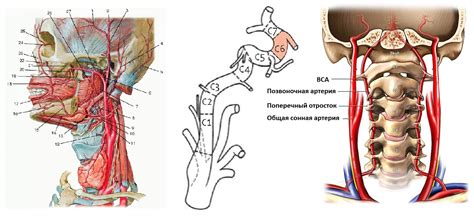 Интракраниальные сосуды: структура и функции