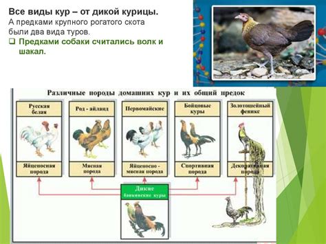 Искусственный отбор и его последствия