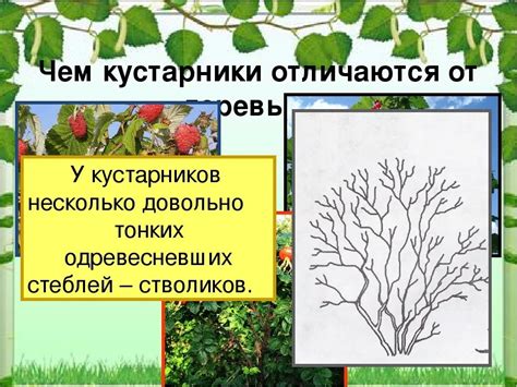 Использование собранного плодоносного кустарника для удовольствия домашних питомцев