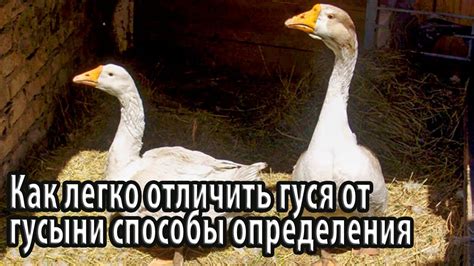 Исследование жизнеспособности гуся без гусыни