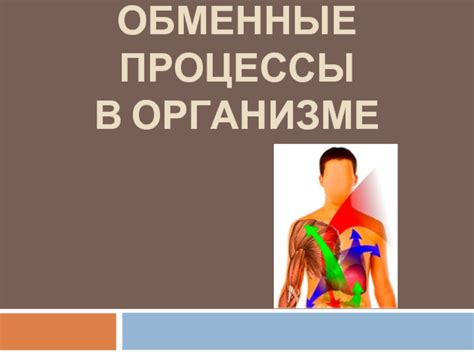 Исследования о воздействии йогуртов с пробиотиками на обменные процессы в организме