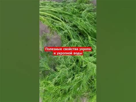 Исторический обзор и особенности укропной воды