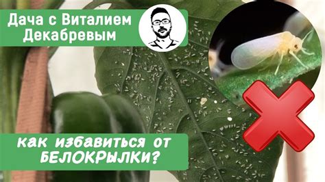 Как бороться с белокрылкой на петуниях: