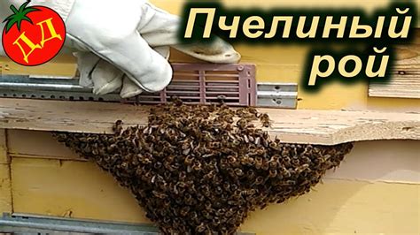 Как вернуть потерянный рой