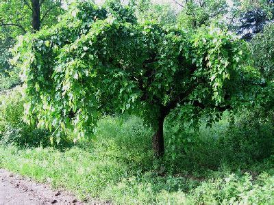 Как вырастить шелковицу в Ленинградской области