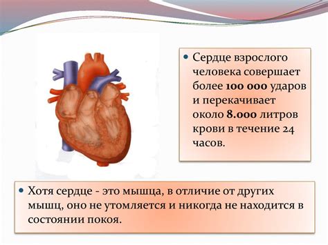 Как измерить состояние сердечно-сосудистой системы?