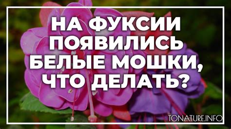 Как определить наличие белых мошек на пеларгонии?