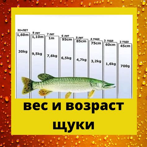 Как определить наличие щуки в озере?