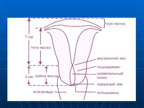 Как определить наружный зев пропускающий 1 палец