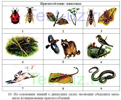 Как организмы достигают приспособленности к окружающей среде?