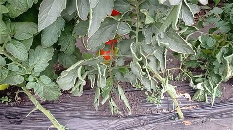 Как предотвратить скручивание листьев на помидорах?