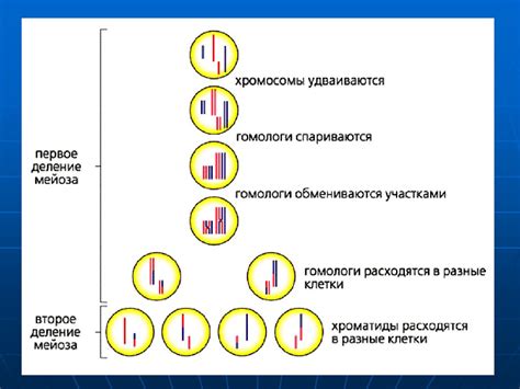 Как происходит эквационное деление