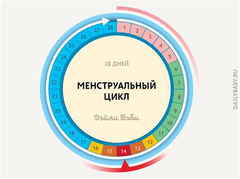 Как проходит овуляция без зачатия