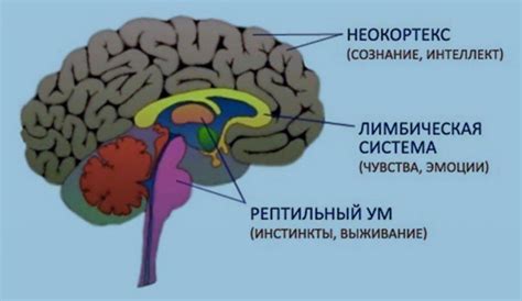 Как проходит процедура звукового воздействия на мозг у детей?