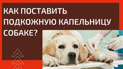 Как удалить капельницу у животного безболезненно?