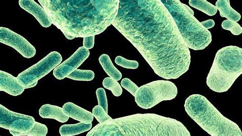 Как улучшают работу септика аэробные бактерии