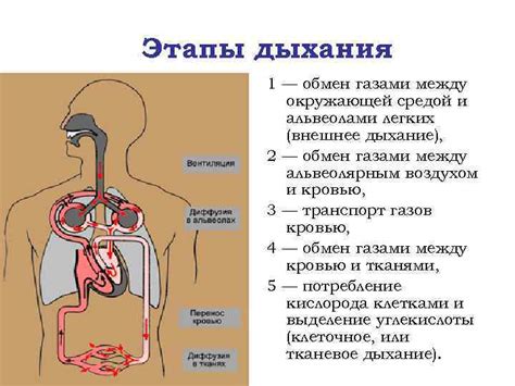 Кислородное голодание тканей: цвет крови от кислорода