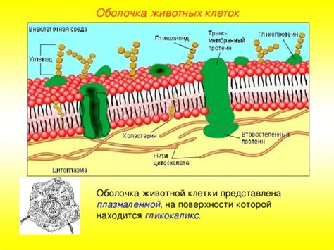 Клеточная оболочка: защитная стена и регулятор веществ