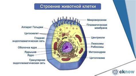 Клеточные органоиды не влияют