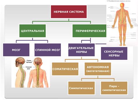 Клеточный уровень организации нервной системы