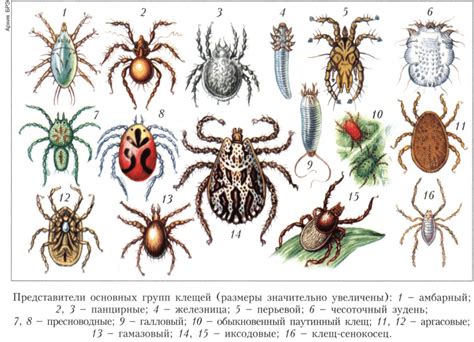 Клещи: монстры природы или просто насекомые?