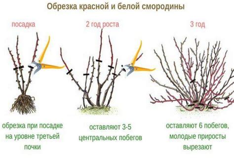 Когда обрезать крыжовник?