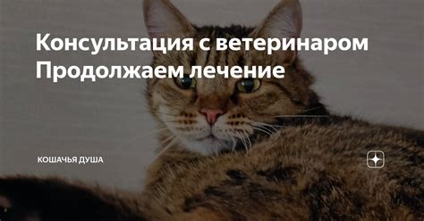 Консультация с ветеринаром: важные аспекты перед подачей ароматного настоя ромашкового напитка для питомца