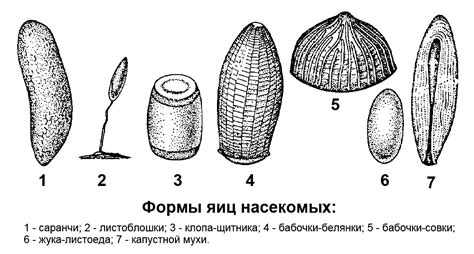 Консультируйтесь с экспертами по сохранению яиц насекомых