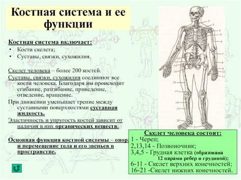 Костная система и суставы