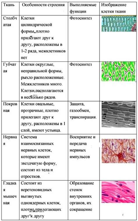 Костные элементы и их функции