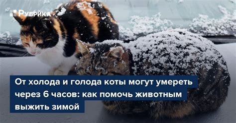 Коты могут ходить из-за голода