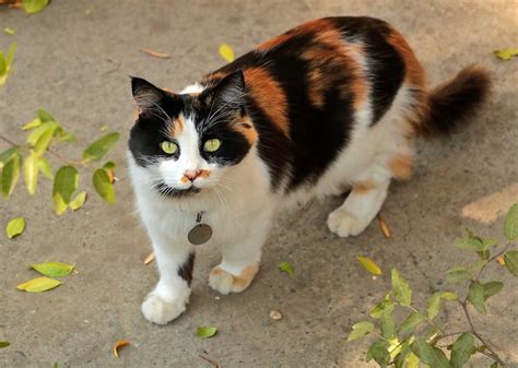 Кошка с котенком трехцветная во сне