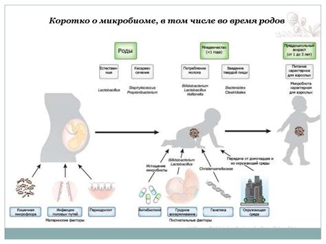 Краткосрочный период грудного вскармливания и его воздействие на формирование ребенка