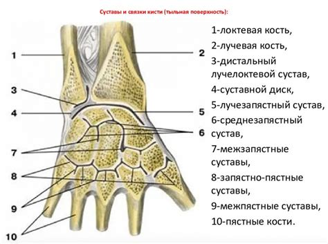 Лучезапястный сустав и тендоны