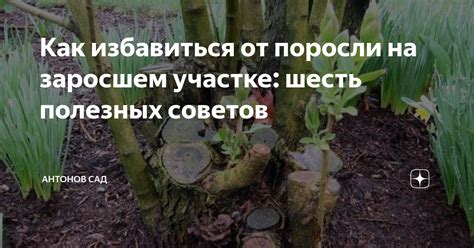 Масштабы: сколько может вырасти поросль?