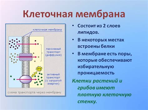 Мембрана: сущность и функции