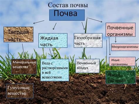 Методы и приёмы улучшения почвы: накопление питательных веществ и возрождение почвенного органического вещества