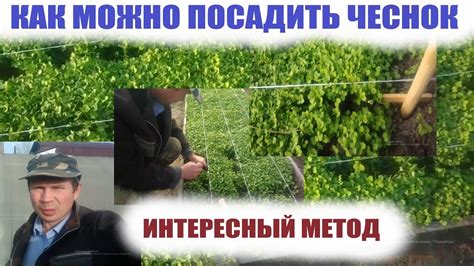 Методы посадки чеснока