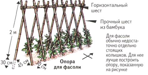 Метод подвязки фасоли к опоре: вертикальный