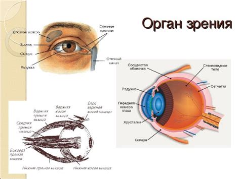 Механизмы передачи вируса через орган зрения