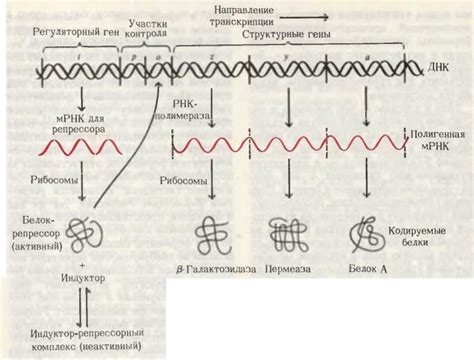 Механизмы передачи генетической информации