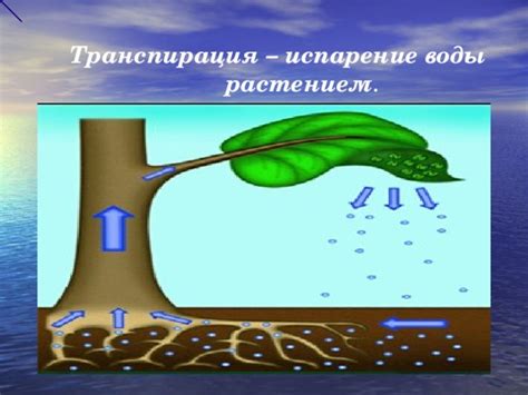 Механизмы сохранения воды в растениях